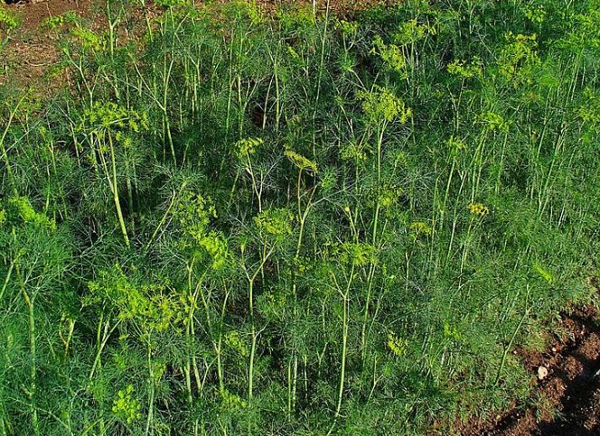 Can birds eat Dill