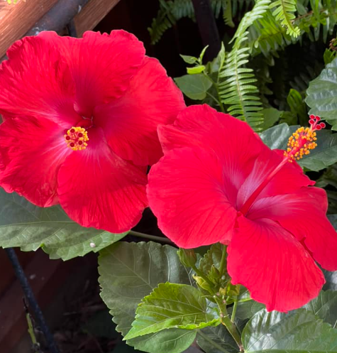 Can birds eat Hibiscus flowers