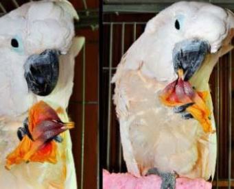 Can birds eat Hibiscus flowers