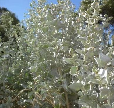 Can birds eat Old-man saltbush