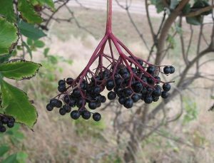 Read more about the article Can birds eat elderberries? Parrots, budgies, cockatiels