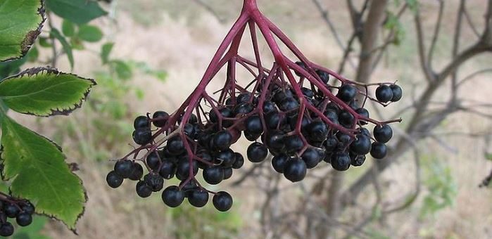 Can birds eat elderberries