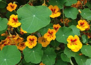 Read more about the article Can birds eat nasturtium? Parrots, budgies, cockatiels and finches