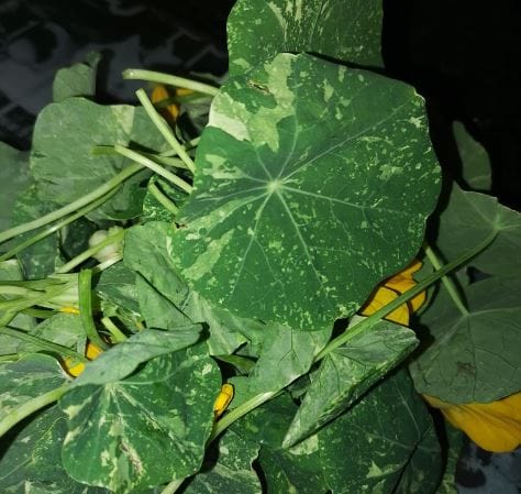 Can birds eat nasturtium leaves