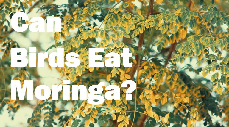 Can birds eat moringa?