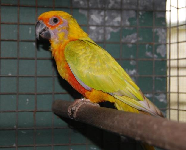 Cinnamon Sun Conure Aratinga solstitialis