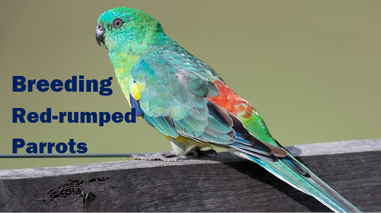 Everything You Need to Know About Breeding Red-Rumped Parrots