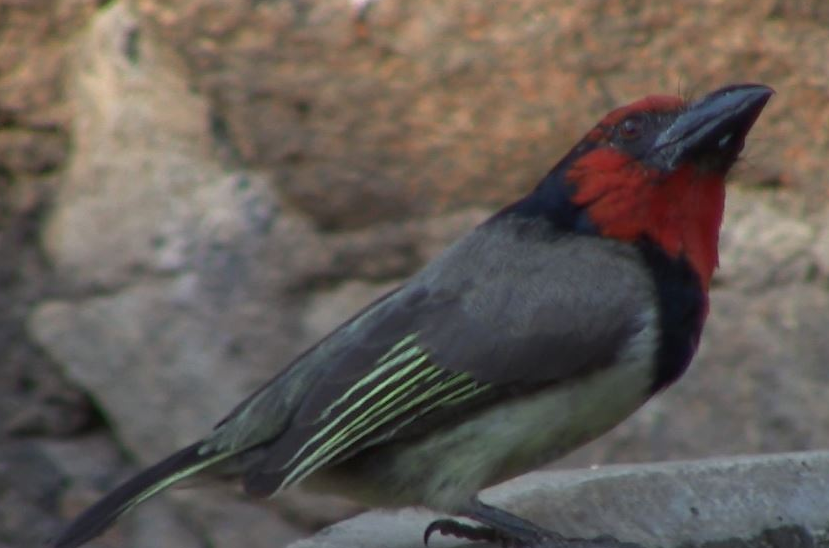 Faerie Glen Nature Reserve Black-collared Barbet