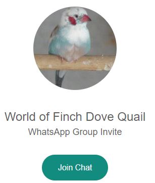 Finches Doves Quails for sale
