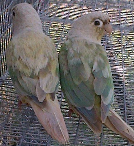 Green-cheeked Conure Cinnamon-turquoise mutation