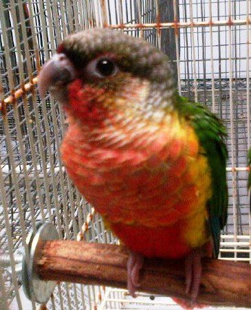 Green-cheeked Conure Yellow-sided mutation