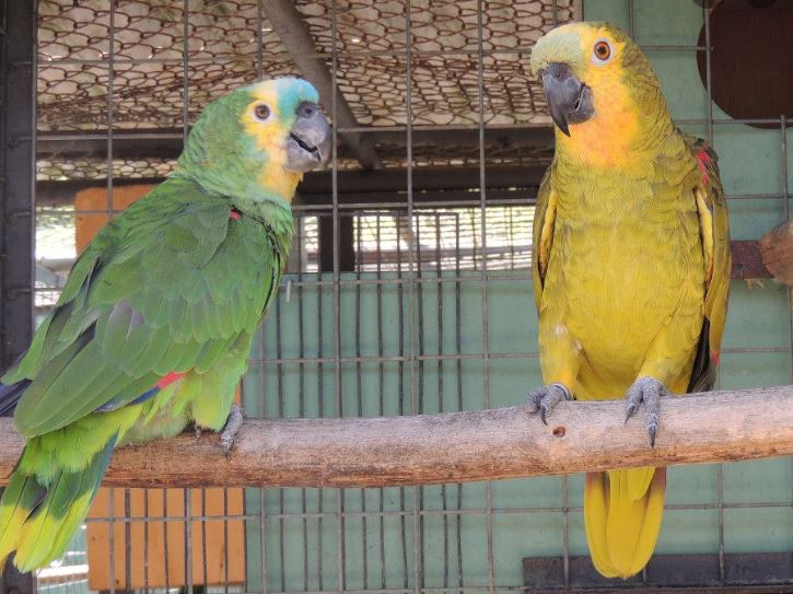 Grey green Amazona aestiva aestiva
