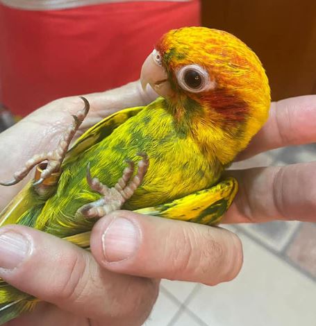 Hoffmann’s Conure mutation