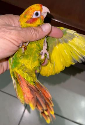 Hoffmann’s Conure mutation