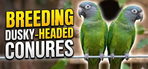 How to Breed Dusky-Headed Conures Complete Breeding & Aviary Guide