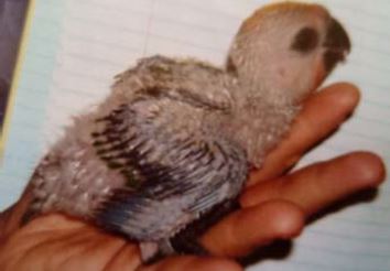 Jenday Conures 5 week old chicks