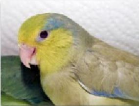 Keeping Parrotlets Fallow male Pacific