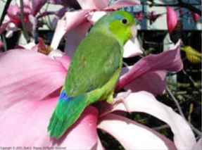 Keeping Parrotlets Normal Pacific