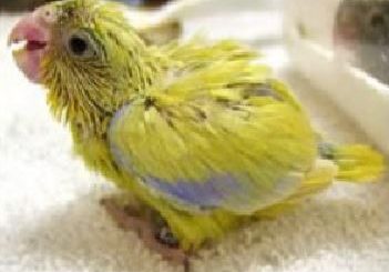 Keeping Parrotlets baby American Pacific