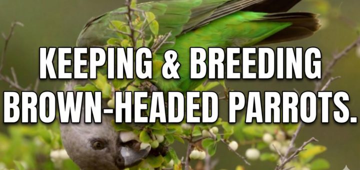 Keeping and Breeding Brown-headed Parrots Complete Aviculture & Care Guide