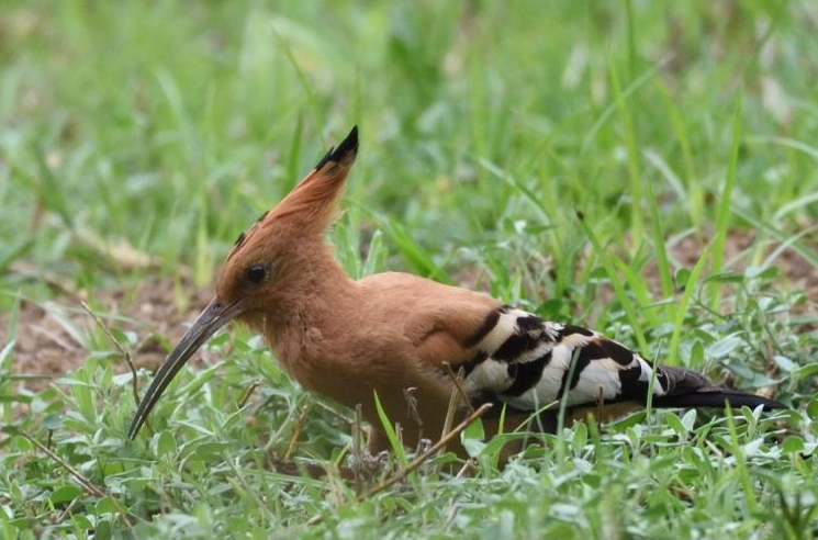 LC de Villiers Sports Grounds African Hoopoe