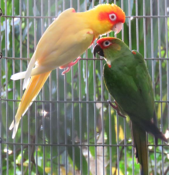 Lutino Golden-capped Conure