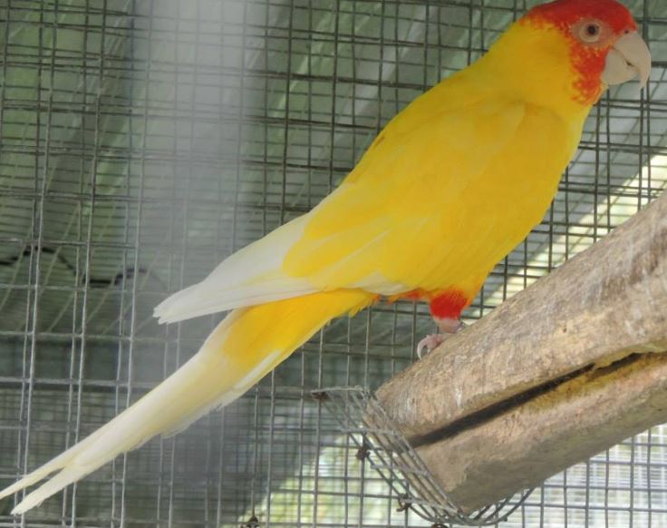 Lutino Nanday Conure