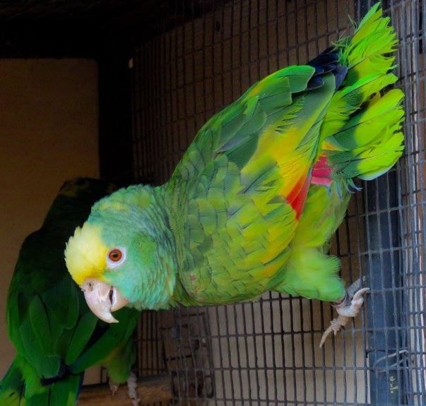 Opaline Belize Amazon