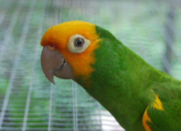 Orange-headed mutation of the Red-masked Conure