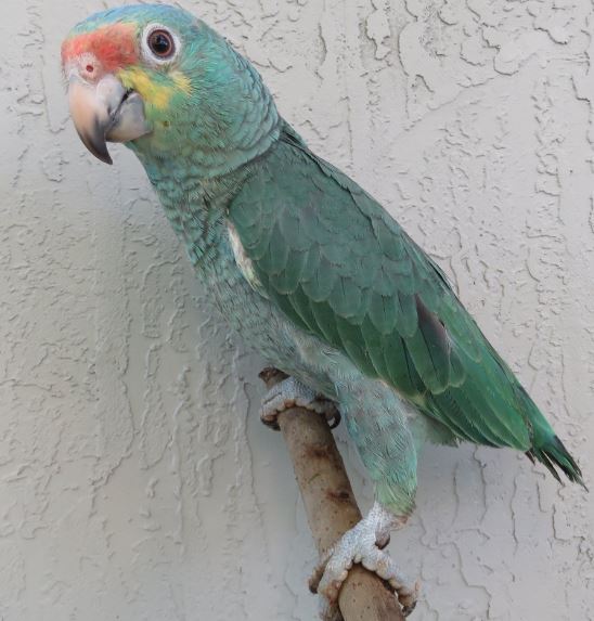 Par blue mutation Red-lored Amazon