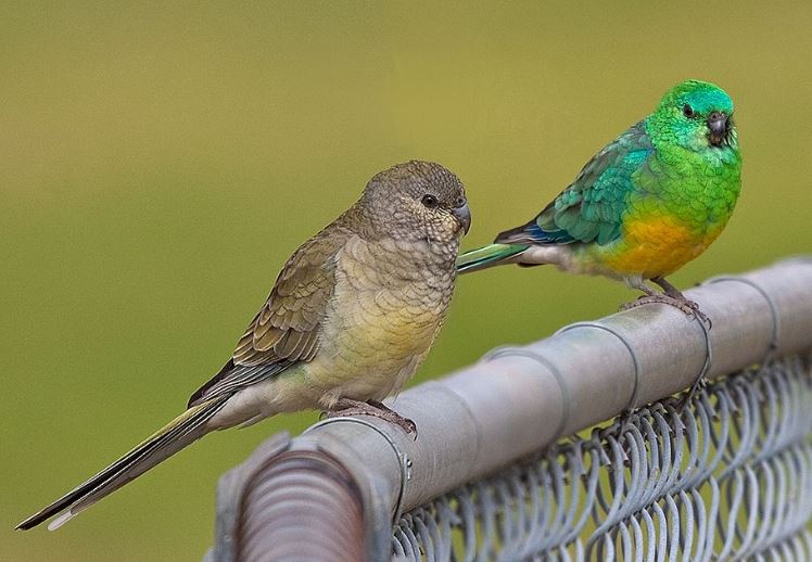 Red-rumped Parrot