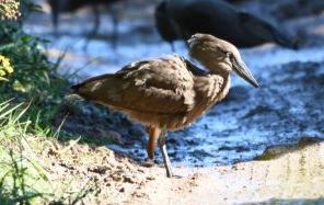 Rondebult Bird Sanctuary Hamerkop