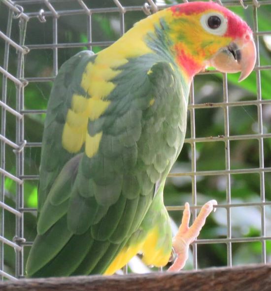 Salvin´s Amazon mutation