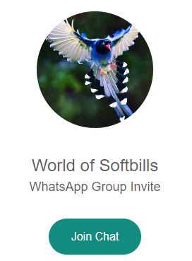 Softbills for sale