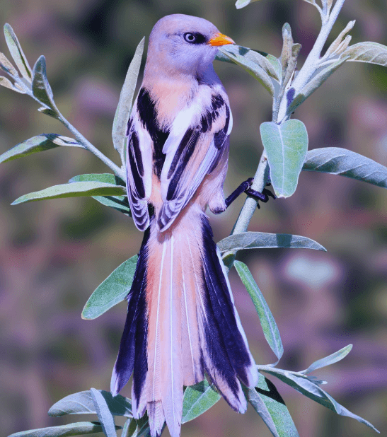Bearded reedling female