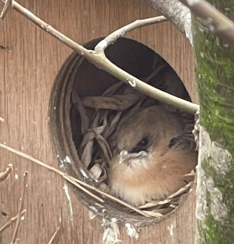 Bearded reedling in nest
