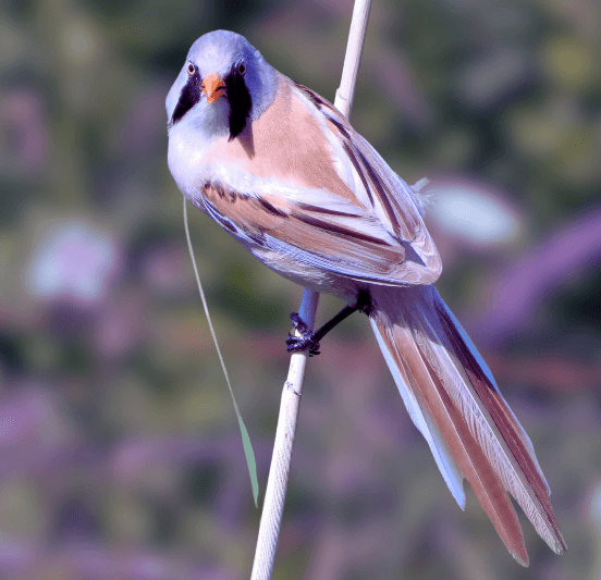 Bearded reedling male