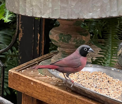 Breeding Black-faced Firefinches