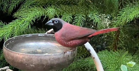 Breeding Black-faced Firefinches