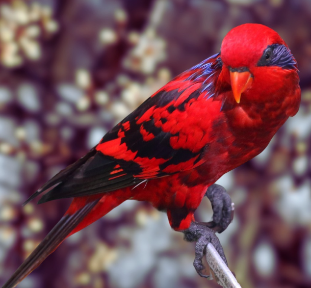 Blue-streaked Lory breeding