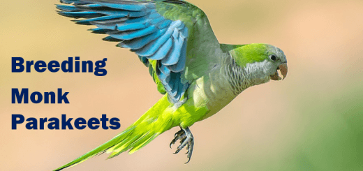 Breeding Monk Parakeets & Exploring Mutations thumbnail