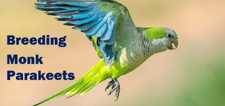Breeding Monk Parakeets & Exploring Mutations thumbnail