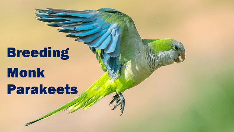 Quaker Parakeet mutations: Breeding and care - World Wide Birds