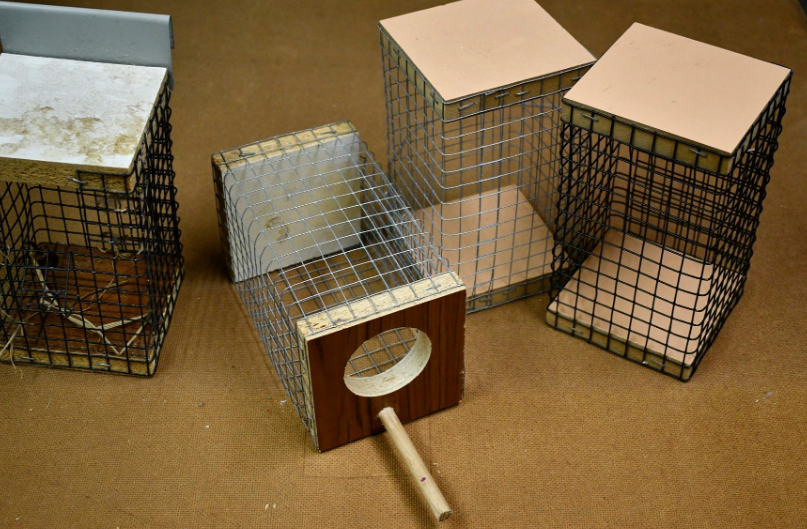 Breeding Pin-tailed parrotfinches nest boxes