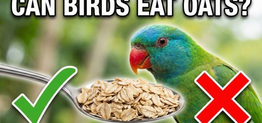 Can Birds Eat Oats or Oatmeal Safe Feeding Guide for Pet & Wild Birds thumbnail.