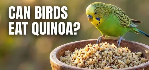 Can Birds Eat Quinoa Safe, Nutritious or Risky thumbnail