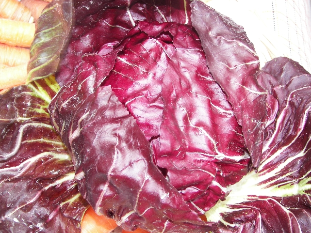 Can birds eat Radicchio