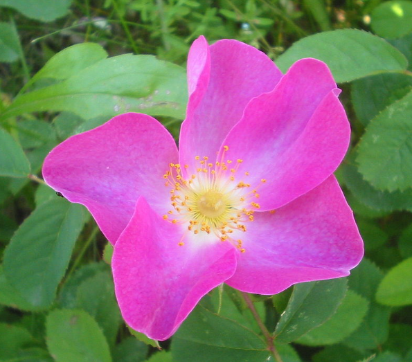 Can birds eat Rosa gallica