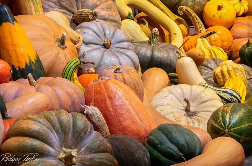 Can birds eat pumpkin