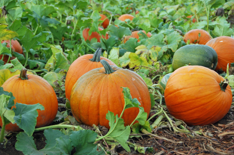 Can birds eat pumpkin